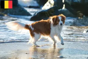 Read more about the article Dutch Kooikerhondje breeders and puppies in Belgium