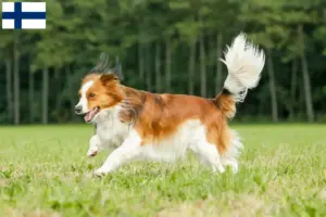 Read more about the article Dutch Kooikerhondje breeders and puppies in Finland