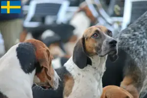 Read more about the article English Foxhound breeders and puppies in Sweden