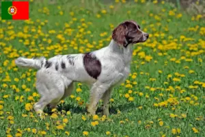 Read more about the article English Springer Spaniel breeders and puppies in Portugal