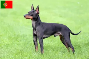 Read more about the article English Toy Terrier breeders and puppies in Portugal