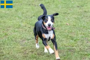 Read more about the article Entlebuch Mountain Dog Breeder and Puppies in Sweden