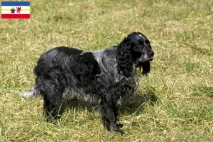 Read more about the article Epagneul Bleu de Picardie breeders and puppies in Mecklenburg-Vorpommern
