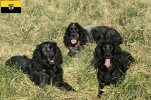 Read more about the article Epagneul Bleu de Picardie breeders and puppies in Saxony-Anhalt