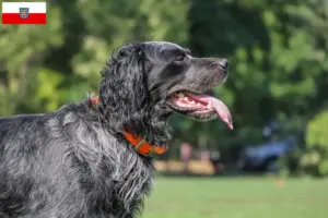 Read more about the article Epagneul Bleu de Picardie breeders and puppies in Thuringia