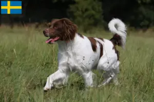 Read more about the article Epagneul Breton breeders and puppies in Sweden