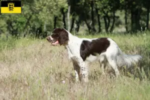 Read more about the article Épagneul français breeders and puppies in Baden-Württemberg