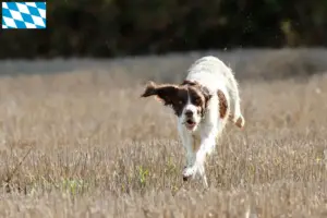 Read more about the article Épagneul français breeders and puppies in Bavaria