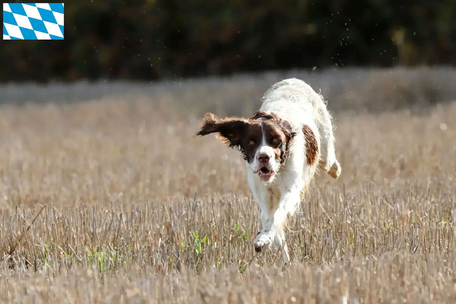 Read more about the article Épagneul français breeders and puppies in Bavaria