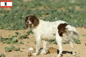 Read more about the article Épagneul français breeders and puppies in Berlin