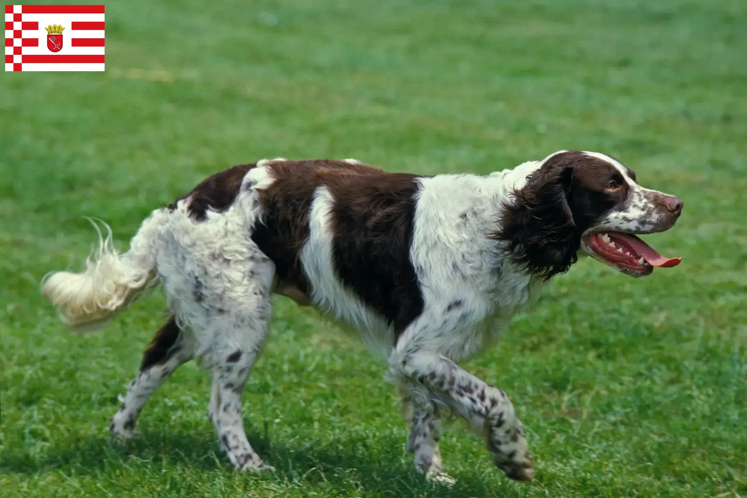 Read more about the article Épagneul français breeders and puppies in Bremen