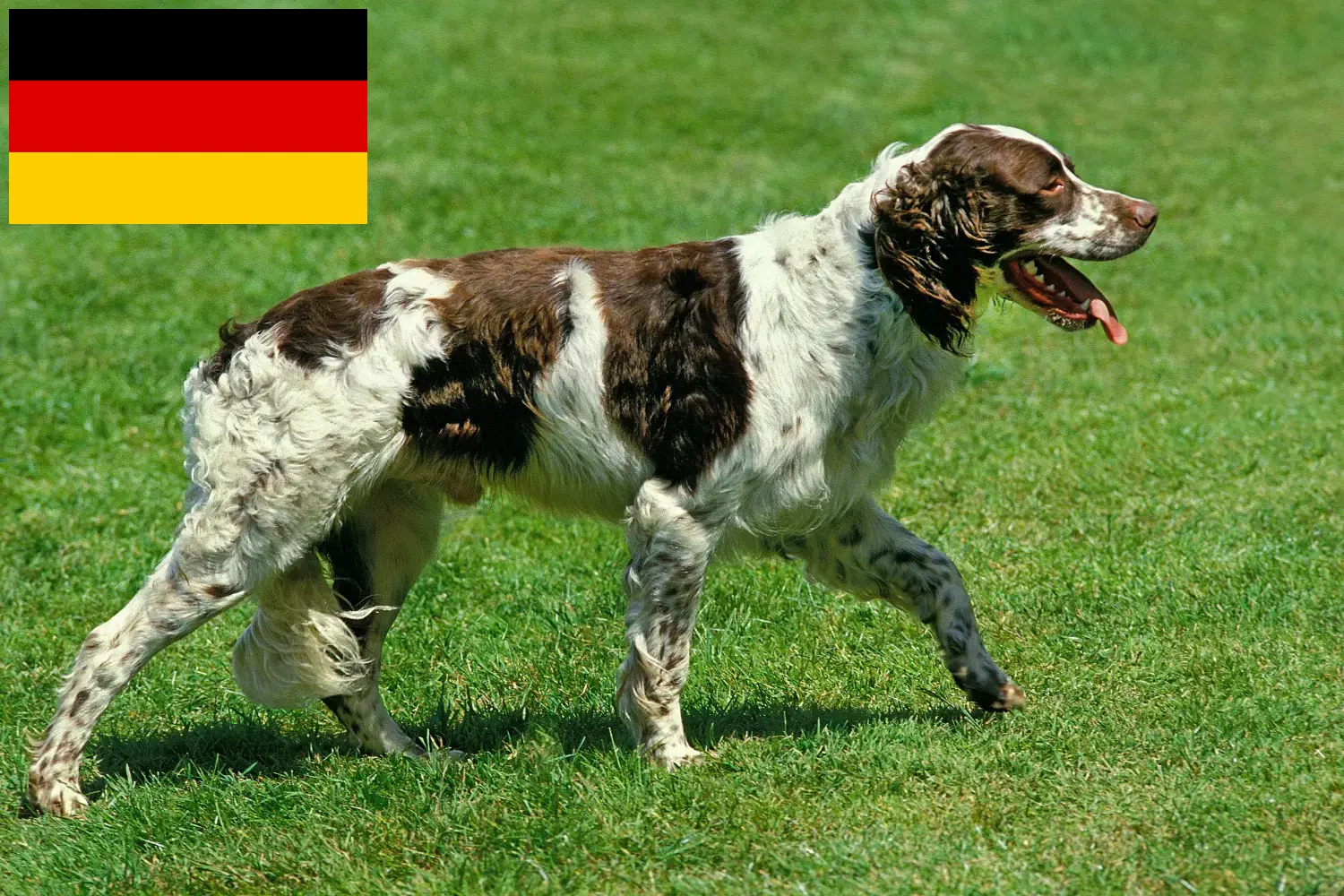 Read more about the article Épagneul français breeders and puppies in Germany