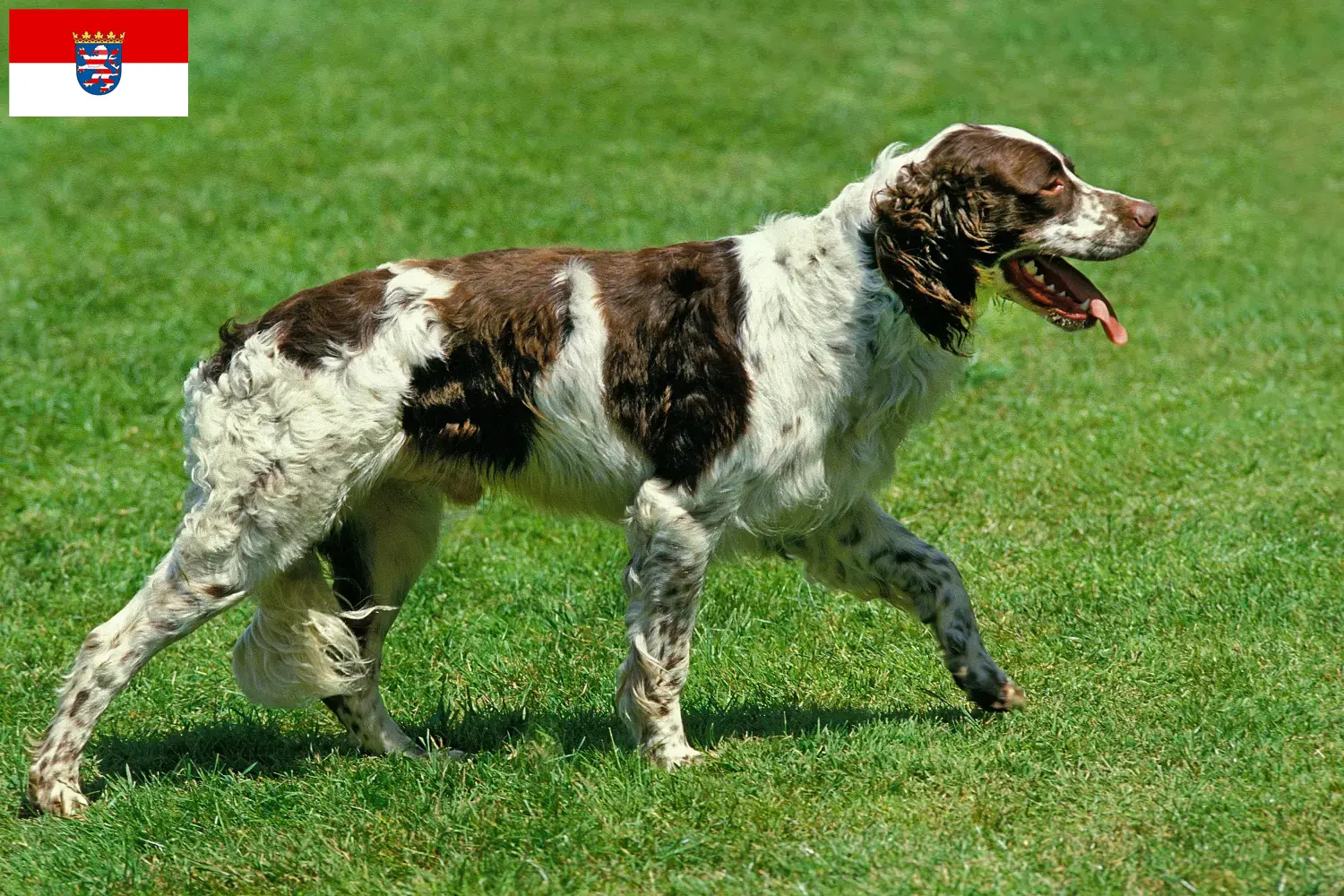 Read more about the article Épagneul français breeders and puppies in Hessen