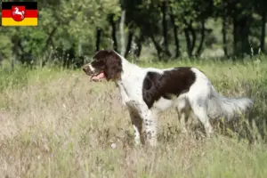 Read more about the article Épagneul français breeders and puppies in Lower Saxony