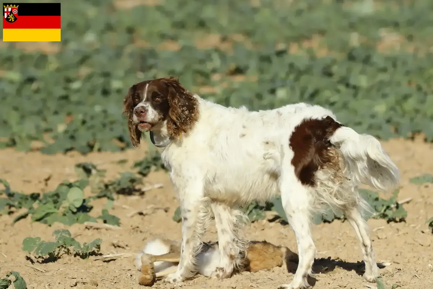 Read more about the article Épagneul français breeders and puppies in Rhineland-Palatinate