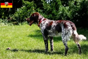 Read more about the article Épagneul français breeders and puppies in Saarland