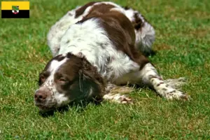 Read more about the article Épagneul français breeders and puppies in Saxony-Anhalt