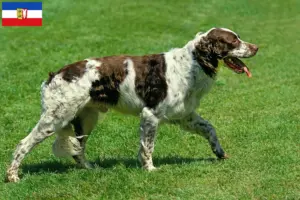 Read more about the article Épagneul français breeders and puppies in Schleswig-Holstein