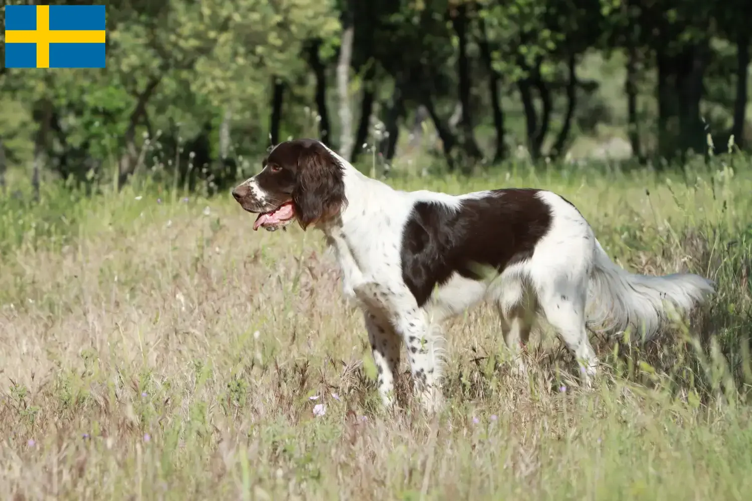 Read more about the article Épagneul français breeders and puppies in Sweden
