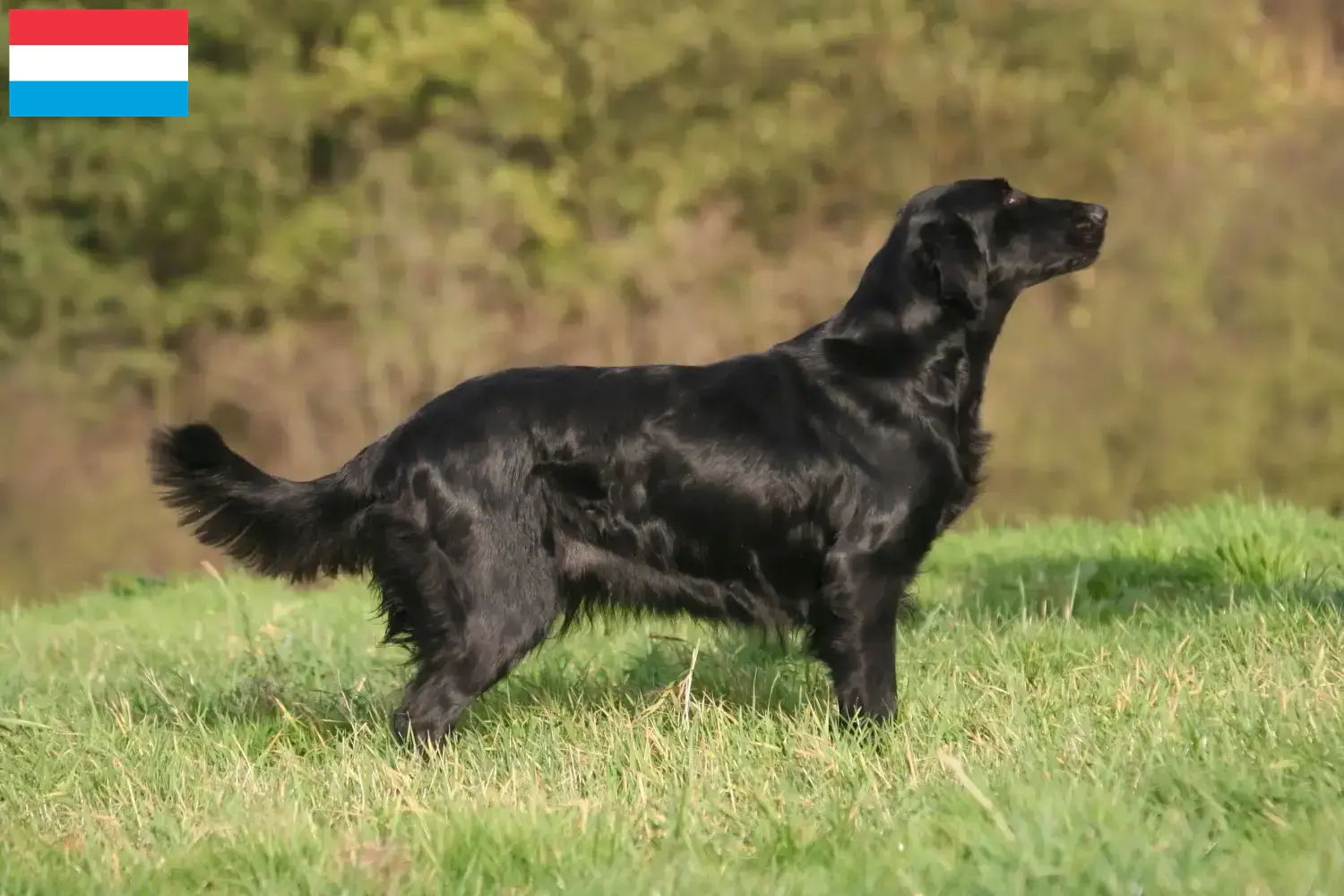 Read more about the article Flat Coated Retriever breeders and puppies in Luxembourg