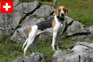 Read more about the article French hound breeders and puppies in Switzerland