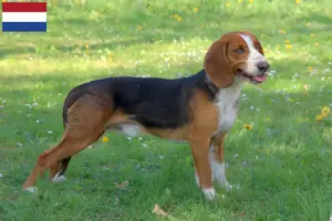 Read more about the article German Bracke breeders and puppies in the Netherlands