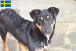 Read more about the article German Hunting Terrier Breeder and Puppies in Sweden