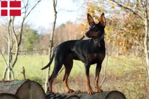 Read more about the article German Pinscher breeder and puppies in Denmark