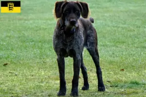 Read more about the article German Stichelhaar breeders and puppies in Baden-Württemberg