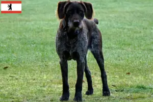 Read more about the article German Stichelhaar breeders and puppies in Berlin