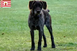 Read more about the article German Stichelhaar breeders and puppies in Bremen