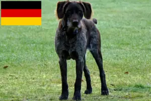 Read more about the article German Stichelhaar breeders and puppies in Germany