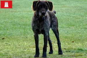 Read more about the article German Stichelhaar breeders and puppies in Hamburg