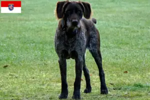 Read more about the article German Stichelhaar breeders and puppies in Hessen