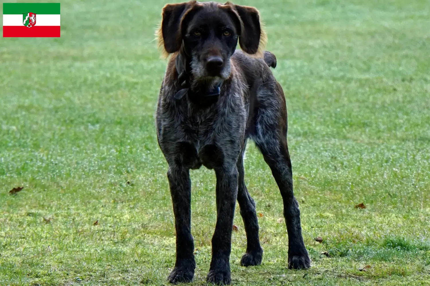 German Stichelhaar puppies and breeders North Rhine-Westphalia Here you can find Deutsch Stichelhaar breeders in North Rhine-Westphalia.