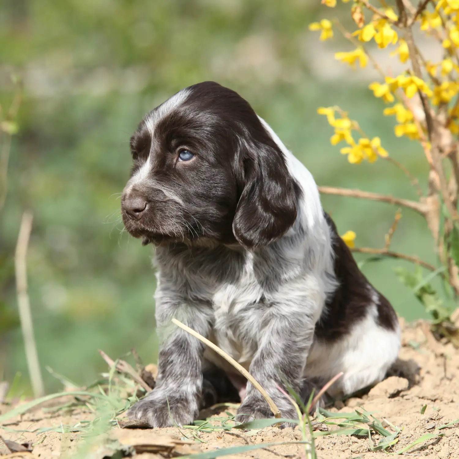 Buying a German watchdog puppy means taking responsibility! Buy German watchdog puppies.