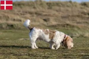 Read more about the article Grand Basset Griffon Vendéen breeders and puppies in Denmark
