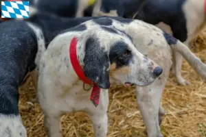 Read more about the article Grand Bleu de Gascogne breeders and puppies in Bavaria