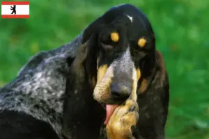 Read more about the article Grand Bleu de Gascogne breeders and puppies in Berlin