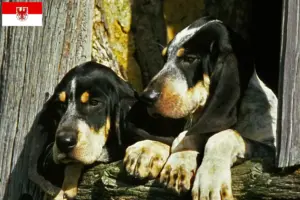 Read more about the article Grand Bleu de Gascogne breeders and puppies in Brandenburg