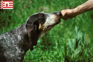 Read more about the article Grand Bleu de Gascogne breeders and puppies in Bremen