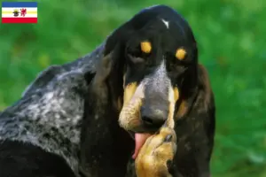 Read more about the article Grand Bleu de Gascogne breeders and puppies in Mecklenburg-Vorpommern