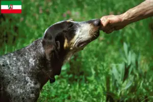 Read more about the article Grand Bleu de Gascogne breeders and puppies in North Rhine-Westphalia