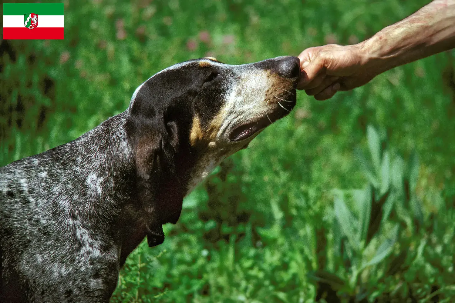 Grand Bleu de Gascogne puppies and breeders North Rhine-Westphalia Here you can find Grand Bleu de Gascognes breeders in North Rhine-Westphalia.