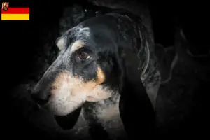 Read more about the article Grand Bleu de Gascogne breeders and puppies in Rhineland-Palatinate