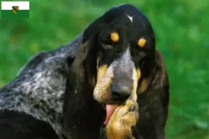 Read more about the article Grand Bleu de Gascogne breeders and puppies in Saxony