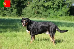 Read more about the article Large Swiss Mountain Dog Breeder and Puppies in Portugal