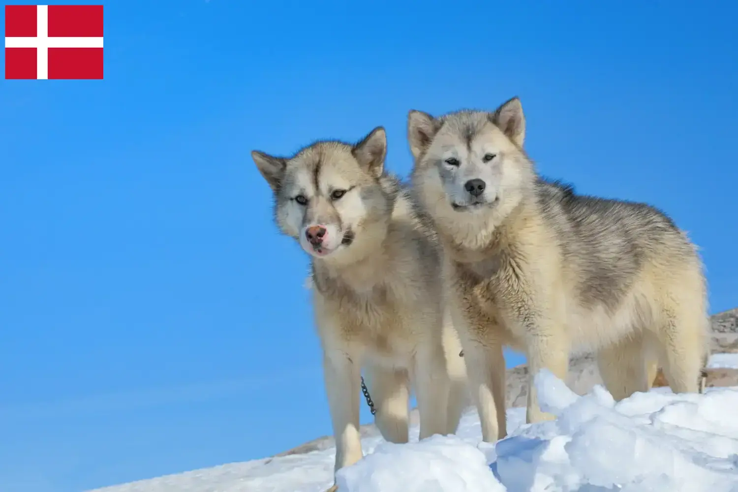 Greenland dog puppies and breeders Denmark Find Greenland Dog breeders in Denmark.