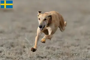 Read more about the article Greyhound breeders and puppies in Sweden