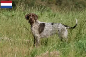 Read more about the article Griffon d’arrêt à poil dur Breeders and puppies in the Netherlands